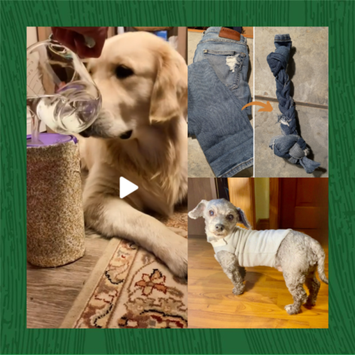 Top 3 affordable pet DIYs